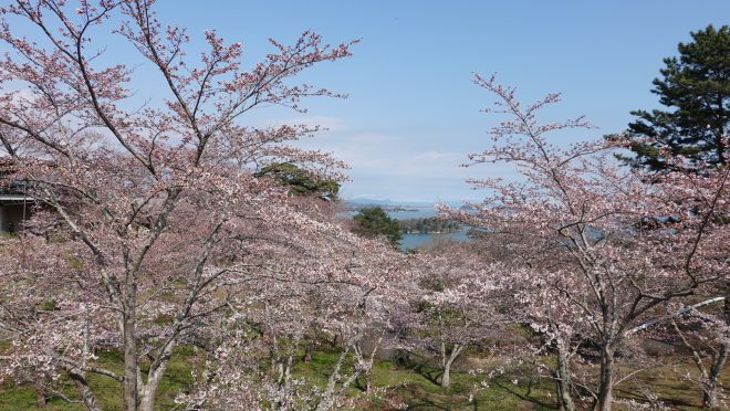 2025年4月12日西行戻しの松公園 桜の開花状況 ｜新着情報｜松島センチュリーホテル（公式HP）