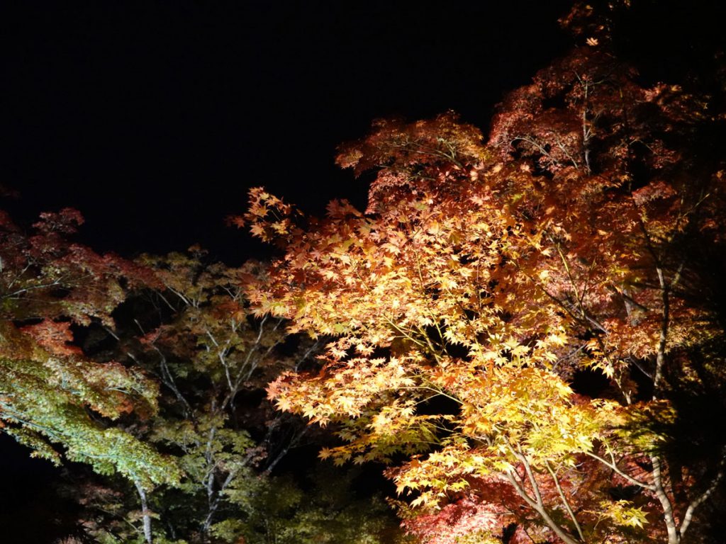 円通院紅葉の様子 19年11月7日 石庭は見頃になりました 新着情報 松島センチュリーホテル 公式hp