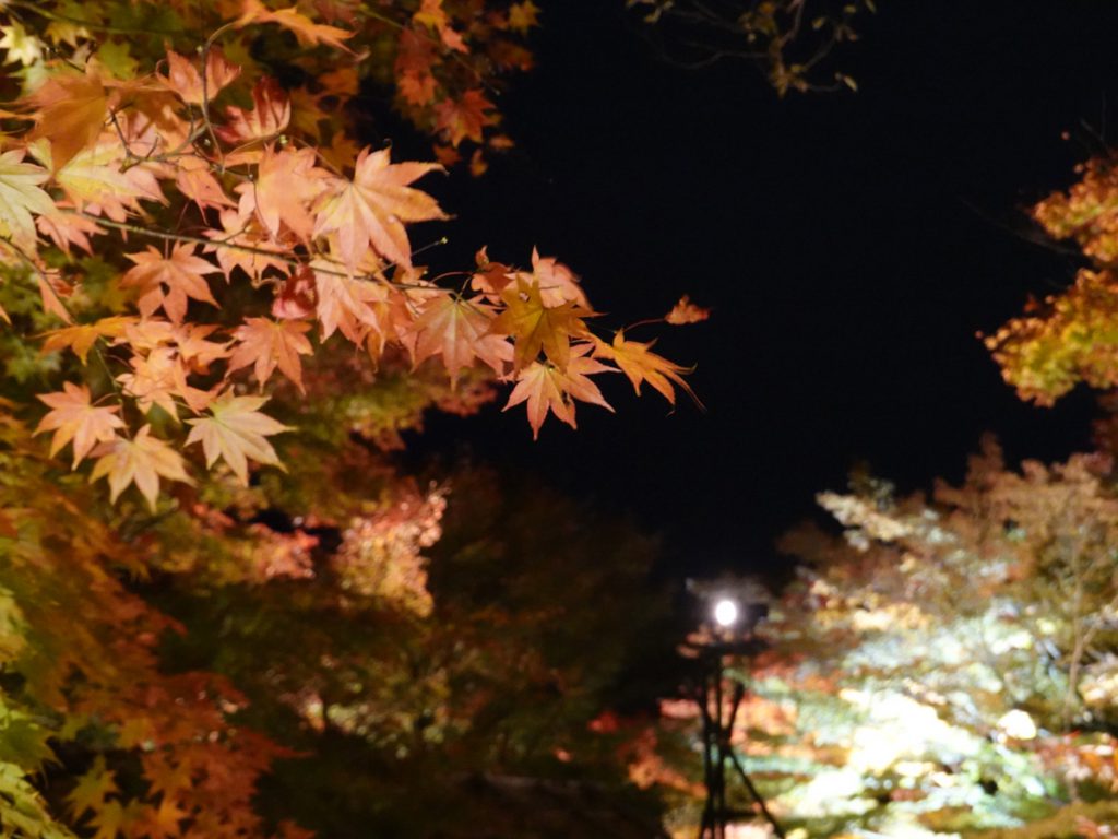 円通院紅葉の様子 19年11月7日 石庭は見頃になりました 新着情報 松島センチュリーホテル 公式hp